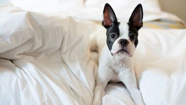 a white boston terrier lounging in bed 